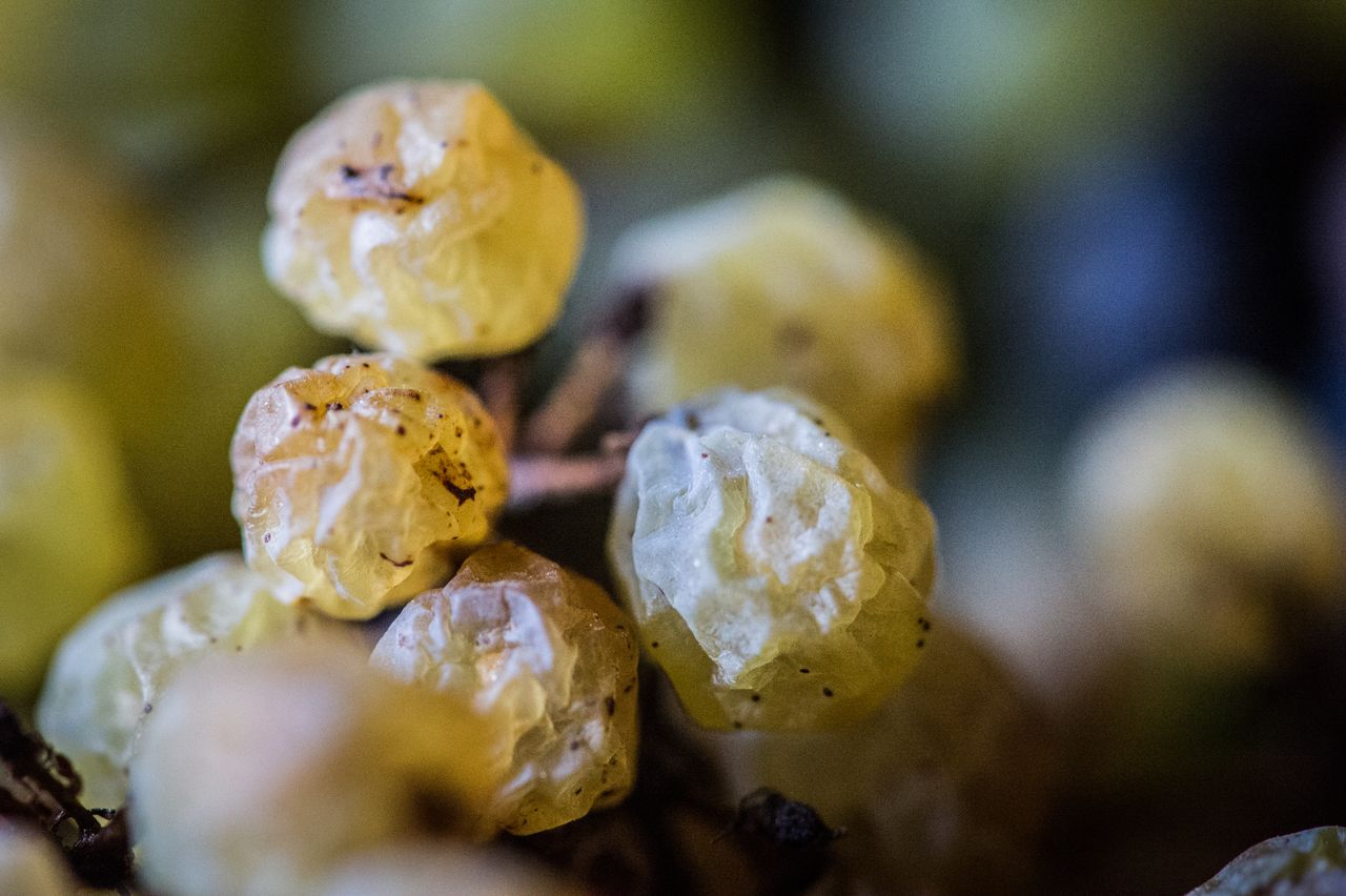 Vignoble Technique Vin de paille VDP-0052